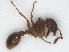  ( - RMNH.INS.549790)  @11 [ ] CreativeCommons - Attribution Non-Commercial Share-Alike (2013) Unspecified Naturalis Biodiversity Center