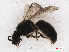  ( - RMNH.INS.543464)  @12 [ ] CreativeCommons - Attribution Non-Commercial Share-Alike (2013) Unspecified Naturalis Biodiversity Center