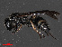  ( - RMNH.INS.543491)  @12 [ ] CreativeCommons - Attribution Non-Commercial Share-Alike (2013) Unspecified Naturalis Biodiversity Center