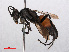  ( - RMNH.INS.543532)  @14 [ ] CreativeCommons - Attribution Non-Commercial Share-Alike (2013) Unspecified Naturalis Biodiversity Center