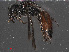  ( - RMNH.INS.543533)  @12 [ ] CreativeCommons - Attribution Non-Commercial Share-Alike (2013) Unspecified Naturalis Biodiversity Center