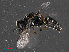  ( - RMNH.INS.543535)  @15 [ ] CreativeCommons - Attribution Non-Commercial Share-Alike (2013) Unspecified Naturalis Biodiversity Center