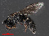  ( - RMNH.INS.543536)  @15 [ ] CreativeCommons - Attribution Non-Commercial Share-Alike (2013) Unspecified Naturalis Biodiversity Center