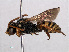  ( - RMNH.INS.543548)  @14 [ ] CreativeCommons - Attribution Non-Commercial Share-Alike (2013) Unspecified Naturalis Biodiversity Center