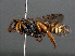  ( - RMNH.INS.543549)  @13 [ ] CreativeCommons - Attribution Non-Commercial Share-Alike (2013) Unspecified Naturalis Biodiversity Center
