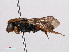  ( - RMNH.INS.543550)  @14 [ ] CreativeCommons - Attribution Non-Commercial Share-Alike (2013) Unspecified Naturalis Biodiversity Center