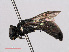  ( - RMNH.INS.543552)  @13 [ ] CreativeCommons - Attribution Non-Commercial Share-Alike (2013) Unspecified Naturalis Biodiversity Center