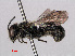  ( - RMNH.INS.545379)  @13 [ ] CreativeCommons - Attribution Non-Commercial Share-Alike (2013) Unspecified Naturalis Biodiversity Center