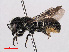  ( - RMNH.INS.545380)  @14 [ ] CreativeCommons - Attribution Non-Commercial Share-Alike (2013) Unspecified Naturalis Biodiversity Center