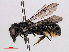  ( - RMNH.INS.545381)  @13 [ ] CreativeCommons - Attribution Non-Commercial Share-Alike (2013) Unspecified Naturalis Biodiversity Center