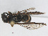  ( - RMNH.INS.545423)  @12 [ ] CreativeCommons - Attribution Non-Commercial Share-Alike (2013) Unspecified Naturalis Biodiversity Center