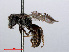  ( - RMNH.INS.545460)  @12 [ ] CreativeCommons - Attribution Non-Commercial Share-Alike (2013) Unspecified Naturalis Biodiversity Center