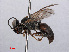  ( - RMNH.INS.545465)  @14 [ ] CreativeCommons - Attribution Non-Commercial Share-Alike (2013) Unspecified Naturalis Biodiversity Center