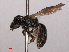  (Lasioglossum tarsatum - RMNH.INS.545466)  @11 [ ] CreativeCommons - Attribution Non-Commercial Share-Alike (2013) Unspecified Naturalis Biodiversity Center