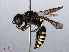  ( - RMNH.INS.545477)  @15 [ ] CreativeCommons - Attribution Non-Commercial Share-Alike (2013) Unspecified Naturalis Biodiversity Center