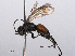  ( - RMNH.INS.545483)  @12 [ ] CreativeCommons - Attribution Non-Commercial Share-Alike (2013) Unspecified Naturalis Biodiversity Center