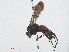  ( - RMNH.INS.545498)  @12 [ ] CreativeCommons - Attribution Non-Commercial Share-Alike (2013) Unspecified Naturalis Biodiversity Center