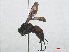  ( - RMNH.INS.545499)  @13 [ ] CreativeCommons - Attribution Non-Commercial Share-Alike (2013) Unspecified Naturalis Biodiversity Center