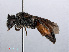  ( - RMNH.INS.545526)  @11 [ ] CreativeCommons - Attribution Non-Commercial Share-Alike (2013) Unspecified Naturalis Biodiversity Center