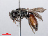  ( - RMNH.INS.545527)  @13 [ ] CreativeCommons - Attribution Non-Commercial Share-Alike (2013) Unspecified Naturalis Biodiversity Center