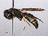  ( - RMNH.INS.545528)  @13 [ ] CreativeCommons - Attribution Non-Commercial Share-Alike (2013) Unspecified Naturalis Biodiversity Center