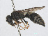  ( - RMNH.INS.545529)  @13 [ ] CreativeCommons - Attribution Non-Commercial Share-Alike (2013) Unspecified Naturalis Biodiversity Center
