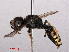  ( - RMNH.INS.545532)  @14 [ ] CreativeCommons - Attribution Non-Commercial Share-Alike (2013) Unspecified Naturalis Biodiversity Center