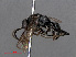  ( - RMNH.INS.545543)  @13 [ ] CreativeCommons - Attribution Non-Commercial Share-Alike (2013) Unspecified Naturalis Biodiversity Center