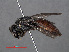  ( - RMNH.INS.545545)  @13 [ ] CreativeCommons - Attribution Non-Commercial Share-Alike (2013) Unspecified Naturalis Biodiversity Center