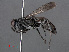  ( - RMNH.INS.545548)  @13 [ ] CreativeCommons - Attribution Non-Commercial Share-Alike (2013) Unspecified Naturalis Biodiversity Center