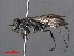  ( - RMNH.INS.545549)  @13 [ ] CreativeCommons - Attribution Non-Commercial Share-Alike (2013) Unspecified Naturalis Biodiversity Center