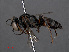 ( - RMNH.INS.546894)  @14 [ ] CreativeCommons - Attribution Non-Commercial Share-Alike (2013) Unspecified Naturalis Biodiversity Center