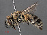  ( - RMNH.INS.546901)  @13 [ ] CreativeCommons - Attribution Non-Commercial Share-Alike (2013) Unspecified Naturalis Biodiversity Center