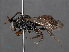  ( - RMNH.INS.546910)  @12 [ ] CreativeCommons - Attribution Non-Commercial Share-Alike (2013) Unspecified Naturalis Biodiversity Center