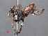  ( - RMNH.INS.546911)  @12 [ ] CreativeCommons - Attribution Non-Commercial Share-Alike (2013) Unspecified Naturalis Biodiversity Center