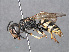  (Philanthus triangulum - RMNH.INS.546918)  @15 [ ] CreativeCommons - Attribution Non-Commercial Share-Alike (2013) Unspecified Naturalis Biodiversity Center