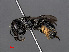  ( - RMNH.INS.546931)  @13 [ ] CreativeCommons - Attribution Non-Commercial Share-Alike (2013) Unspecified Naturalis Biodiversity Center