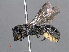  ( - RMNH.INS.546932)  @13 [ ] CreativeCommons - Attribution Non-Commercial Share-Alike (2013) Unspecified Naturalis Biodiversity Center