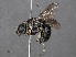  ( - RMNH.INS.546938)  @12 [ ] CreativeCommons - Attribution Non-Commercial Share-Alike (2013) Unspecified Naturalis Biodiversity Center