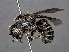  ( - RMNH.INS.546940)  @13 [ ] CreativeCommons - Attribution Non-Commercial Share-Alike (2013) Unspecified Naturalis Biodiversity Center