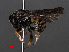  ( - RMNH.INS.546954)  @11 [ ] CreativeCommons - Attribution Non-Commercial Share-Alike (2013) Unspecified Naturalis Biodiversity Center