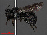  ( - RMNH.INS.546959)  @12 [ ] CreativeCommons - Attribution Non-Commercial Share-Alike (2013) Unspecified Naturalis Biodiversity Center