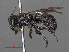  ( - RMNH.INS.546960)  @13 [ ] CreativeCommons - Attribution Non-Commercial Share-Alike (2013) Unspecified Naturalis Biodiversity Center