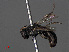  ( - RMNH.INS.546966)  @11 [ ] CreativeCommons - Attribution Non-Commercial Share-Alike (2013) Unspecified Naturalis Biodiversity Center