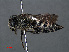  (Coelioxys rufescens - RMNH.INS.546973)  @15 [ ] CreativeCommons - Attribution Non-Commercial Share-Alike (2013) Unspecified Naturalis Biodiversity Center