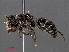  ( - RMNH.INS.546992)  @11 [ ] CreativeCommons - Attribution Non-Commercial Share-Alike (2013) Unspecified Naturalis Biodiversity Center
