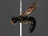  ( - RMNH.INS.547015)  @12 [ ] CreativeCommons - Attribution Non-Commercial Share-Alike (2013) Unspecified Naturalis Biodiversity Center