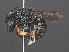  ( - RMNH.INS.547032)  @13 [ ] CreativeCommons - Attribution Non-Commercial Share-Alike (2013) Unspecified Naturalis Biodiversity Center