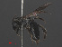 ( - RMNH.INS.547047)  @12 [ ] CreativeCommons - Attribution Non-Commercial Share-Alike (2013) Unspecified Naturalis Biodiversity Center