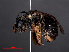  ( - RMNH.INS.547068)  @12 [ ] CreativeCommons - Attribution Non-Commercial Share-Alike (2013) Unspecified Naturalis Biodiversity Center